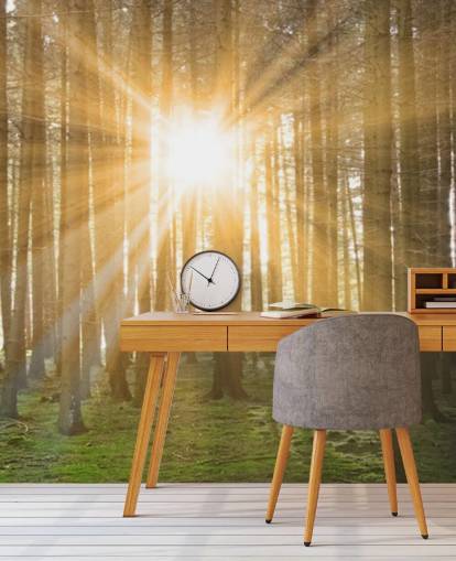 Sun Filtering Through Forest Wallpaper