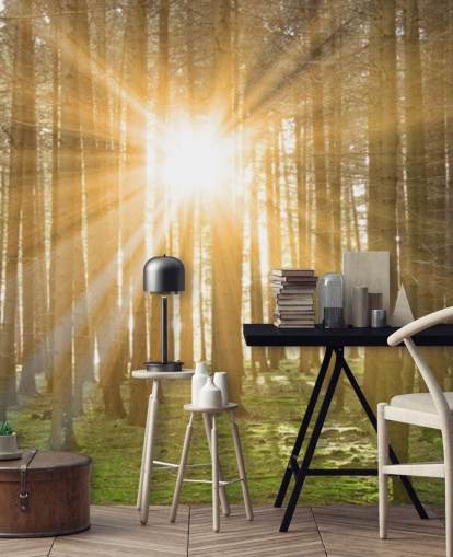 Sun Filtering Through Forest Wallpaper