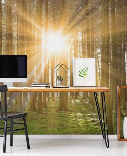 Zon filteren door bosbehang