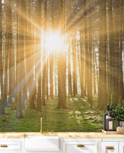 Sun Filtering Through Forest Wallpaper Sun Filtering Through Forest Wallpaper