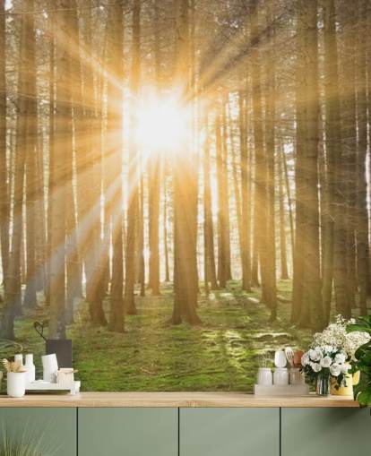 Sun Filtering Through Forest Wallpaper