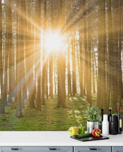 Sun Filtering Through Forest Wallpaper Sun Filtering Through Forest Wallpaper