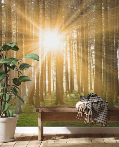 Sun Filtering Through Forest Wallpaper