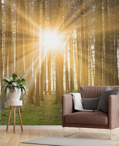 Sun Filtering Through Forest Wallpaper