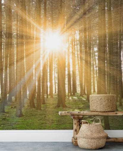 Sun Filtering Through Forest Wallpaper Sun Filtering Through Forest Wallpaper