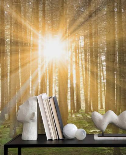 Sonne filtert durch Wald Wallpaper