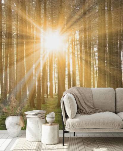 Sun Filtering Through Forest Wallpaper