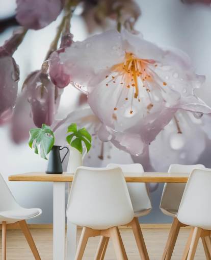 Raindrops on Blossom Wall Mural