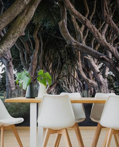 The Dark Hedges of County Antrim Wallpaper