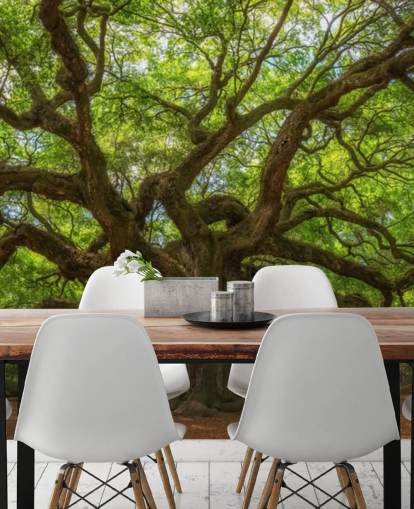 brown and green tree wallpaper mural called Angel Oak Tree for bedrooms, offices and businesses brown and green tree wallpaper mural called Angel Oak Tree for bedrooms, offices and businesses
