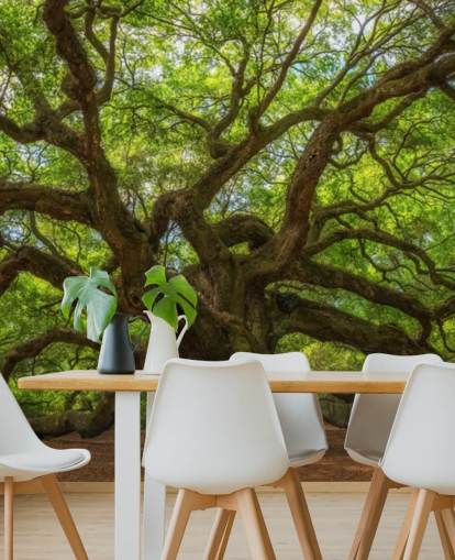 brown and green tree wallpaper mural called Angel Oak Tree for bedrooms, offices and businesses