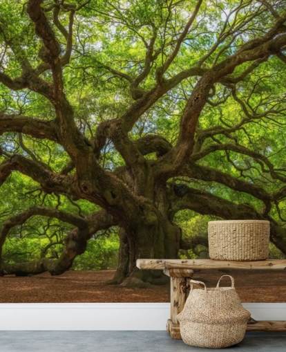 brown and green tree wallpaper mural called Angel Oak Tree for bedrooms, offices and businesses