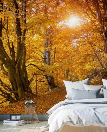 Feuilles d'automne sur les arbres Feuilles d'automne sur les arbres