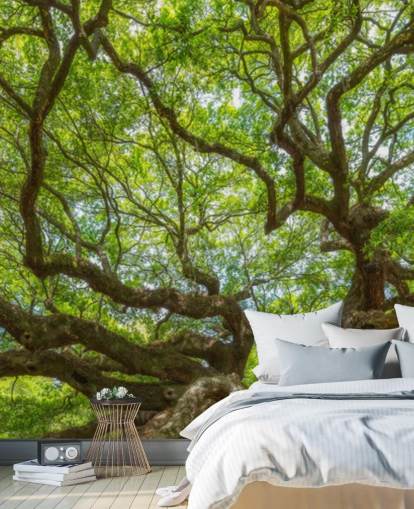 Angel Oak Tree Panoramic Wallpaper Mural