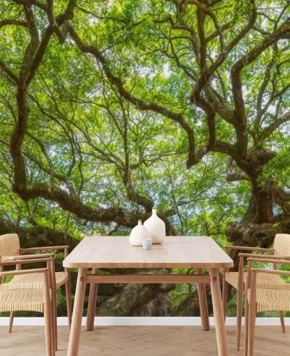 Angel Oak Tree Panoramic Wallpaper Mural