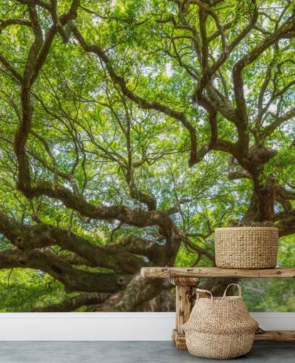 Angel Oak Tree Panoramic Wallpaper Mural