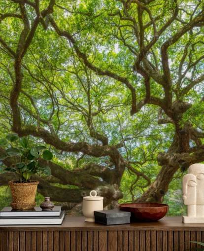 Angel Oak Tree Panorama Baggrund