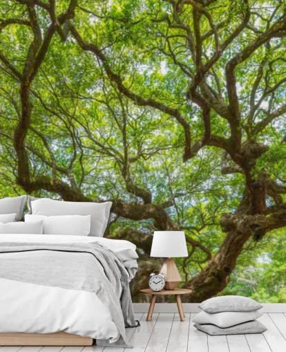 Angel Oak Tree Panorama Baggrund
