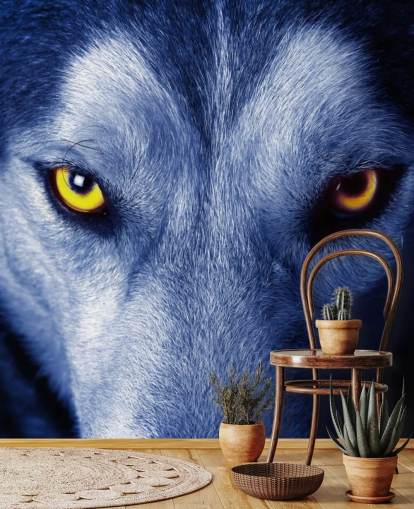 close-up van Wolfs gezicht gele ogen en blauw bont behang close-up van Wolfs gezicht gele ogen en blauw bont behang