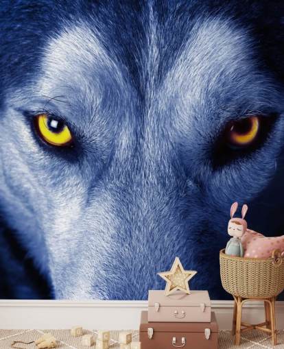 Close Up of Wolfs Face Yellow Eyes and Blue Fur Wallpaper Close Up of Wolfs Face Yellow Eyes and Blue Fur Wallpaper