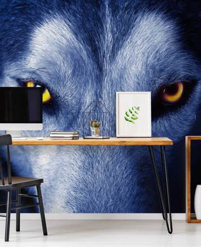 Close Up of Wolfs Face Yellow Eyes and Blue Fur Wallpaper Close Up of Wolfs Face Yellow Eyes and Blue Fur Wallpaper