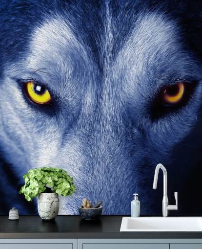 Lähikuva Wolfs Kasvot Keltaiset silmät ja sininen turkis taustakuva