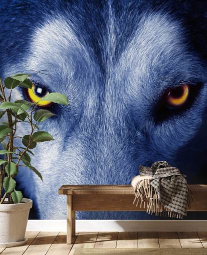 Close Up of Wolfs Face Yellow Eyes and Blue Fur Wallpaper Close Up of Wolfs Face Yellow Eyes and Blue Fur Wallpaper