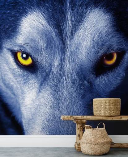 Close Up of Wolfs Face Yellow Eyes and Blue Fur Wallpaper