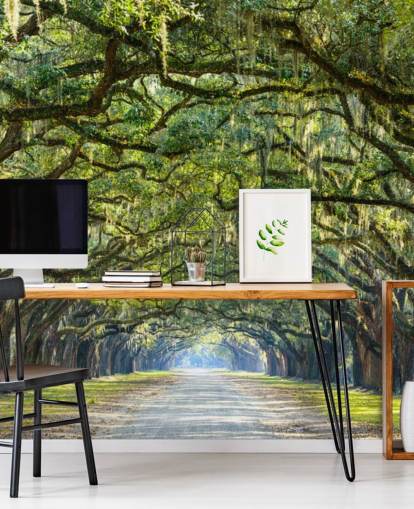 Oak Tree Road Savannah, Georgien Oak Tree Road Savannah, Georgien