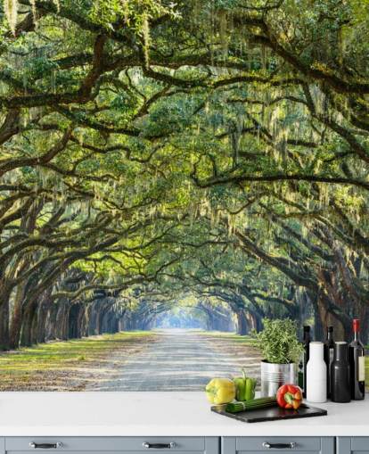 Oak Tree Road Savannah, Georgia