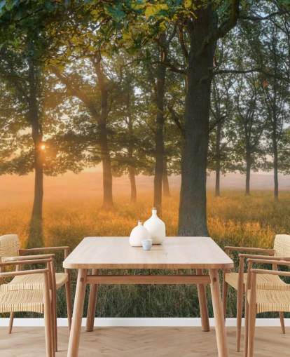 Sfondi Alberi e Sunrise