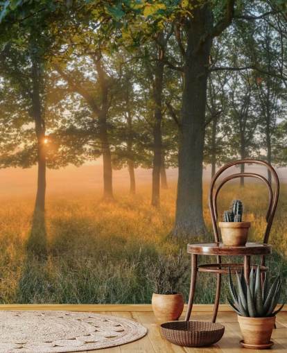 Trees and Sunrise Wallpaper