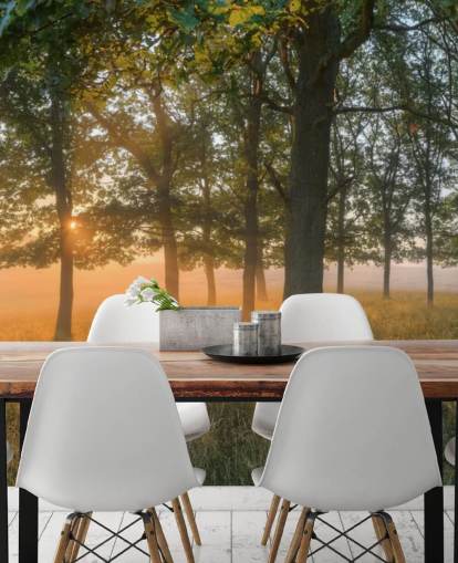 Bomen en zonsopgang behang