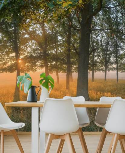 Trees and Sunrise Wallpaper