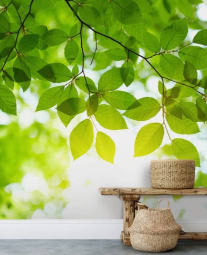 Sunlight Leaves Green Leaf Wallpaper