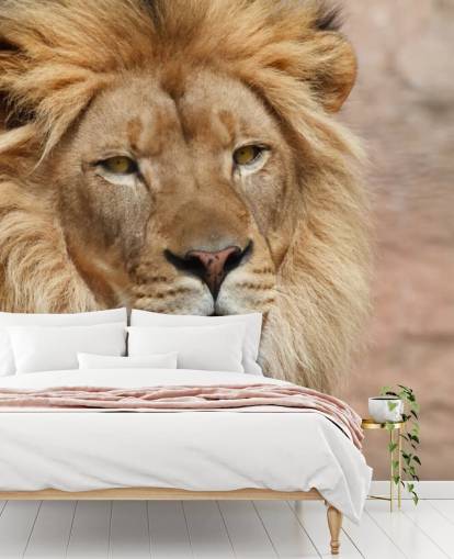 Lion denken Tapete Lion denken Tapete