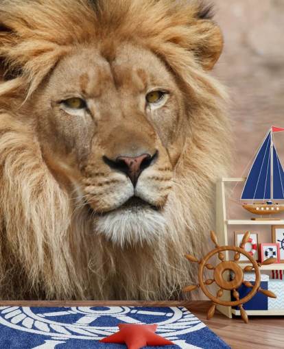 Lion tænker Baggrund Lion tænker Baggrund