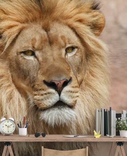 Lion Thinking fondo Lion Thinking fondo