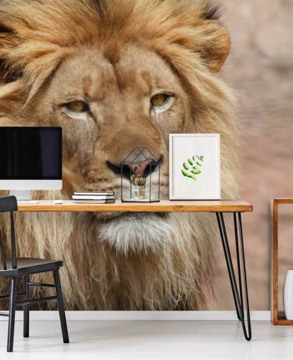 Lion Thinking Wallpaper