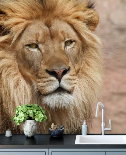 Lion Thinking Wallpaper