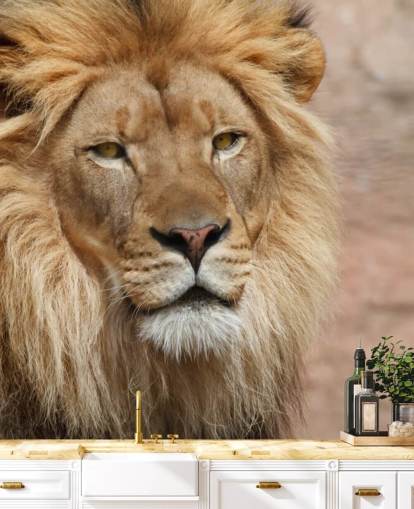 Lion tænker Baggrund Lion tænker Baggrund