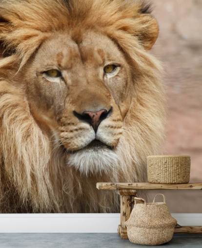 Lion Thinking Wallpaper