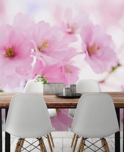 rosa-weiße Blumentapete mit dem Titel Japanischer Kirschbaum in Blüte für Schlafzimmer