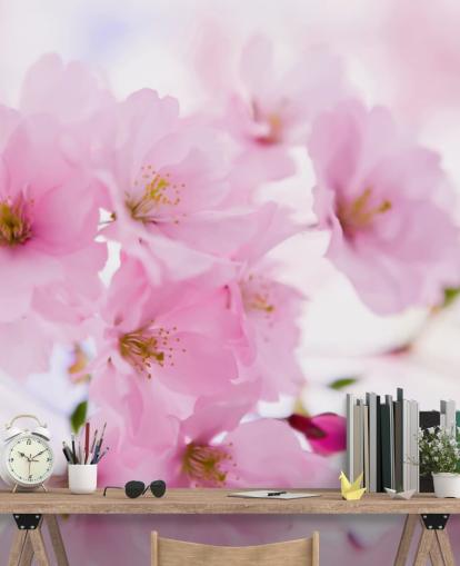 pink and white floral wallpaper mural called Japanese Cherry Tree in Blossom for bedrooms