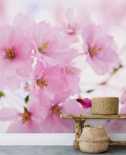 roze en witte bloemenbehangmuurschildering genaamd Japanese Cherry Tree in Blossom voor slaapkamers