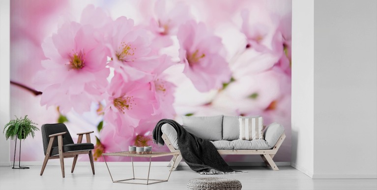 Japanese Cherry Blossom Tree Wallpaper
