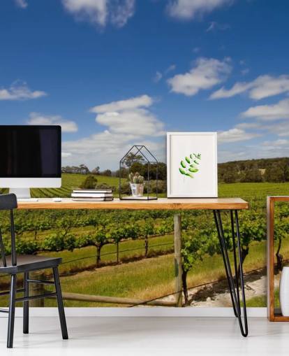 Rader av druer Vineyard Bakgrunn