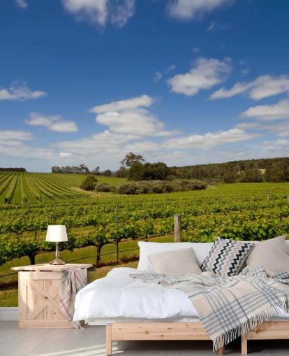 Rader av druer Vineyard Bakgrunn