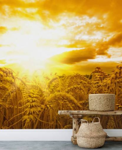 Golden Sunset in Wheat Field Wall Mural