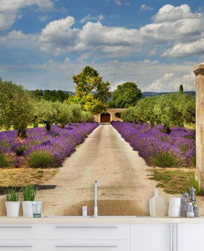 fondo de pantalla de lavanda campo detrás de